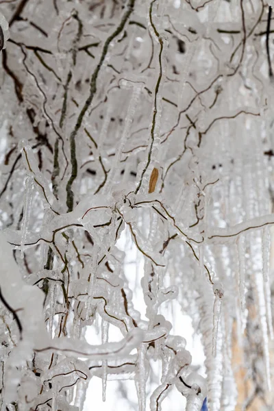 哭泣的柳树上的冰和冰柱 — 图库照片