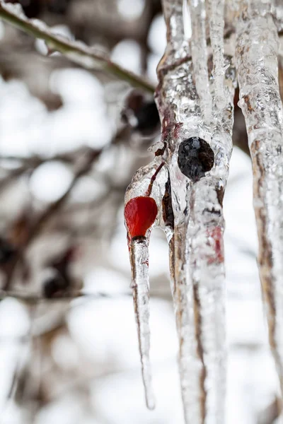 氷としだれ柳の木につらら — ストック写真