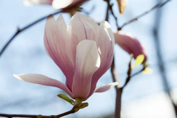 Närbild Visa Anbud Rosa Blommande Magnolia Blomma — Stockfoto