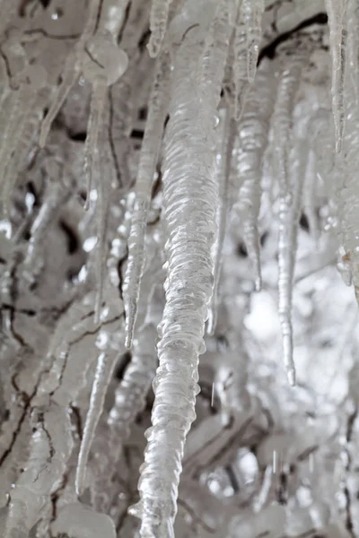 Ice Icicles Weeping Willow Tree — Stock Photo, Image