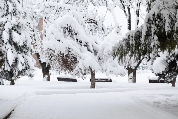 Снежный Пейзаж Парке — стоковое фото