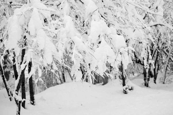 雪の公園での風景 — ストック写真