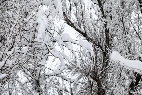 Snöar Landskap Parken — Stockfoto