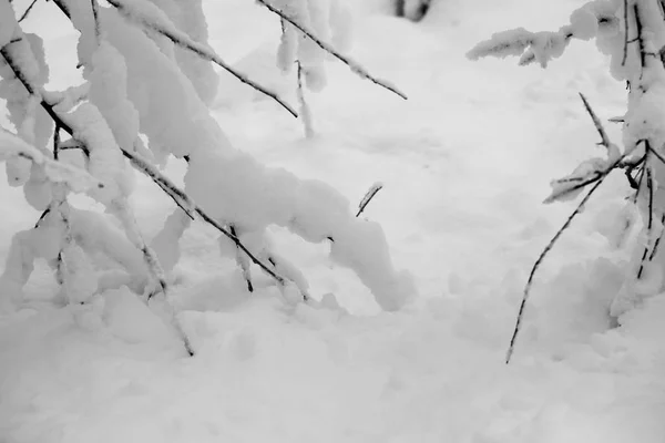 雪の公園での風景 — ストック写真