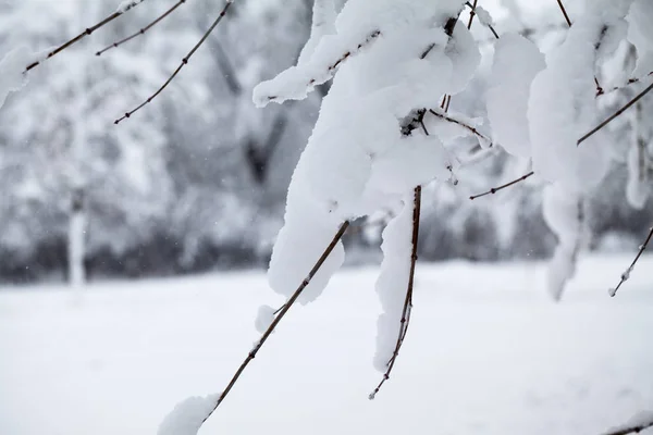 Snöar Landskap Parken — Stockfoto