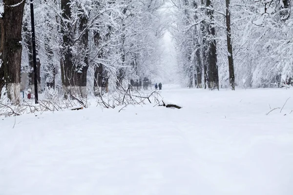 下雪在公园里的景观 — 图库照片