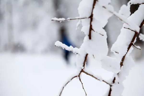 雪の公園での風景 — ストック写真