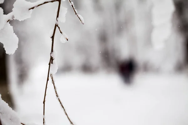 Paisagem Nevando Parque — Fotografia de Stock