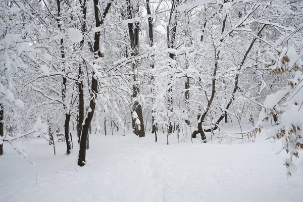 Sneeuwt Landschap Het Park — Stockfoto