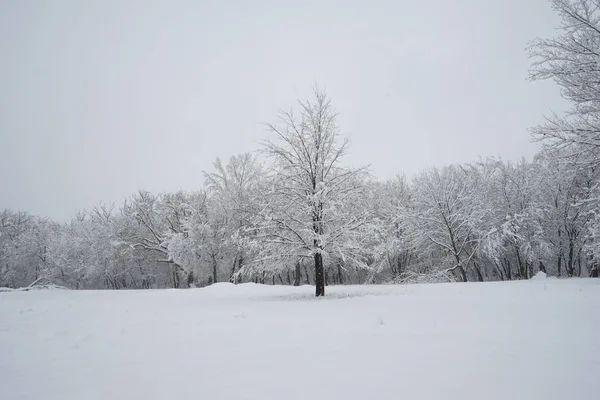 Nieva Paisaje Parque —  Fotos de Stock