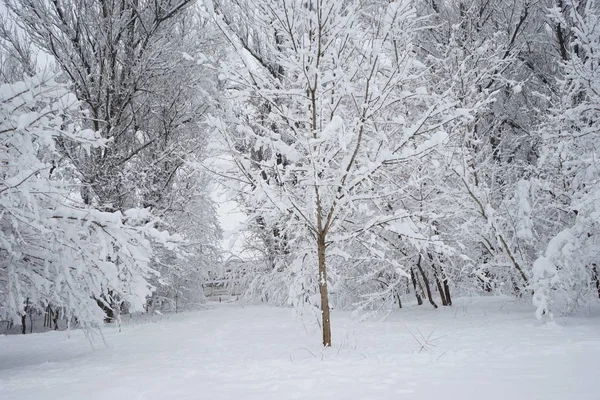 Snöar Landskap Parken — Φωτογραφία Αρχείου