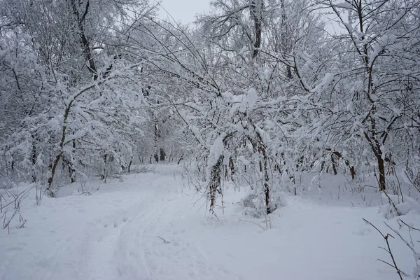 Snöar Landskap Parken — Φωτογραφία Αρχείου