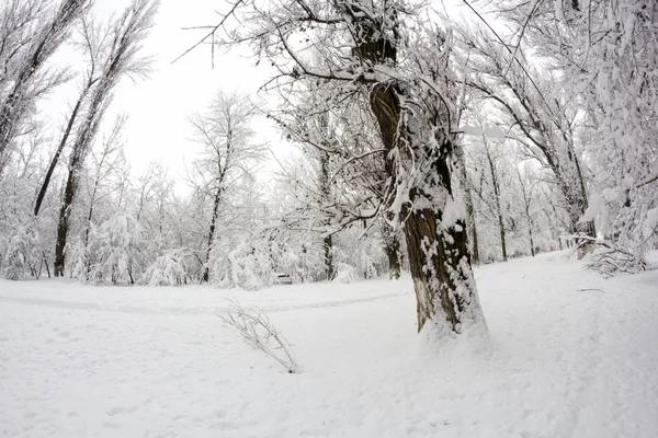 Paysage Neige Dans Parc — Photo