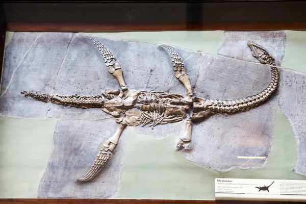 自然历史博物馆 化石细节 — 图库照片