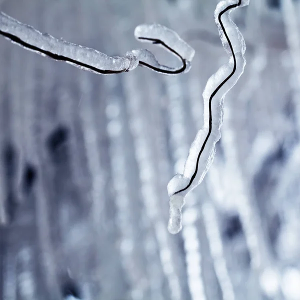 Gelo Gelo Num Salgueiro Chorão — Fotografia de Stock
