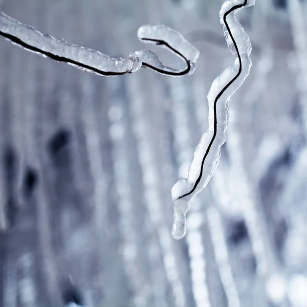 Glace Glaçons Sur Saule Pleureur — Photo