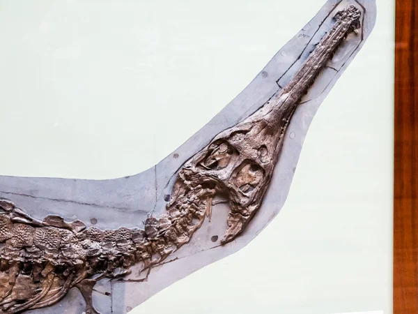 Londres Reino Unido Museo Historia Natural Detalles Fósiles —  Fotos de Stock