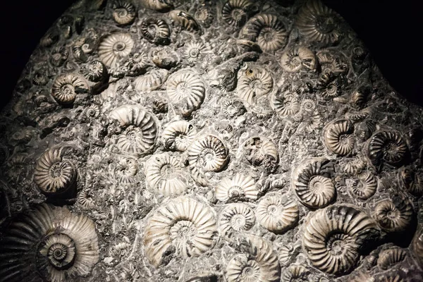 London Natural History Museumm Fossil Details — Stock Photo, Image
