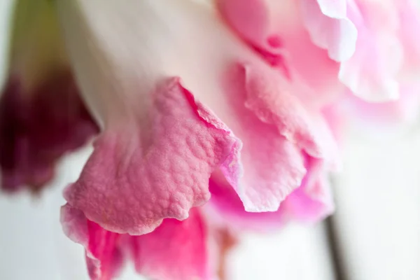 Oříznutý Pohled Bílé Růžové Květy Květináči Doma — Stock fotografie