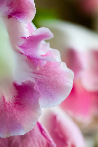 家里白色和粉红色盆花的裁剪视图 — 图库照片