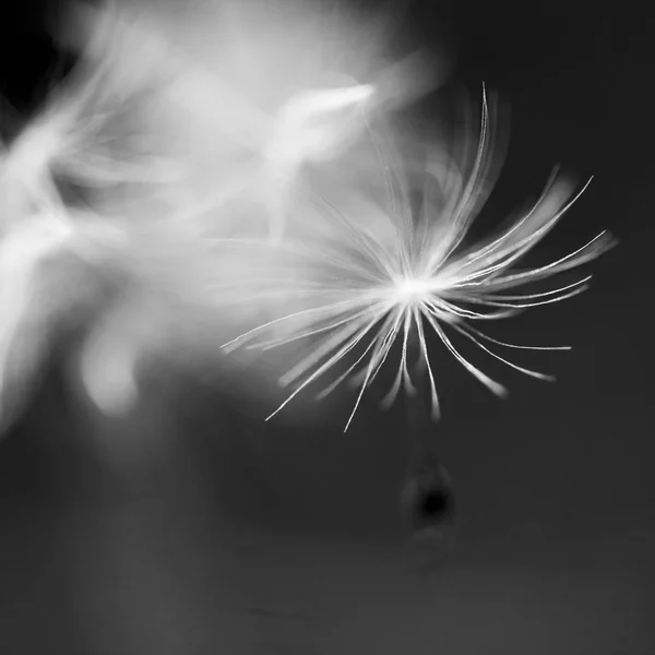 Close Van Pluizige Delen Van Gedroogde Plant Monochroom — Stockfoto