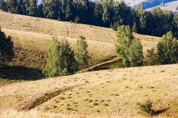 Campi Autunno Con Erba Gialla Alberi Rigogliosi — Foto Stock