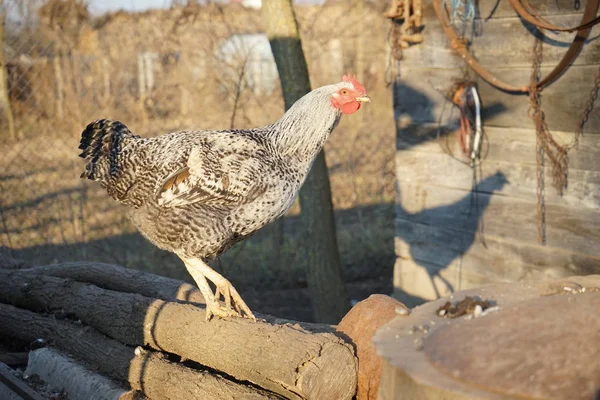 Poules Coq Dans Cour Arrière — Photo