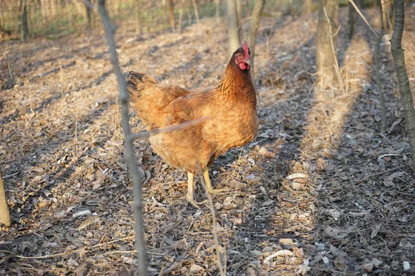 Poules Coq Dans Cour Arrière — Photo