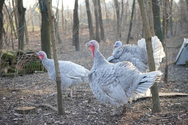 Turquie Poules Dindes Dans Jardin — Photo