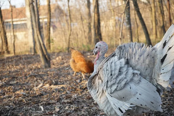 Kalkun Dan Ayam Kalkun Halaman Belakang — Stok Foto