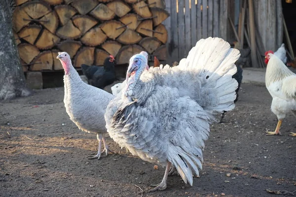 Turkey Turkey Hens Backyard — Stock Photo, Image