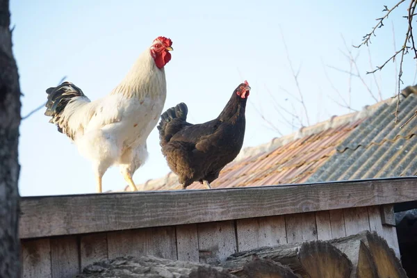 Ayam Jantan Dan Ayam Jantan Halaman Belakang — Stok Foto