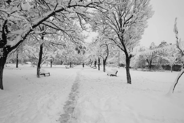 Paisagem Nevando Parque — Fotografia de Stock