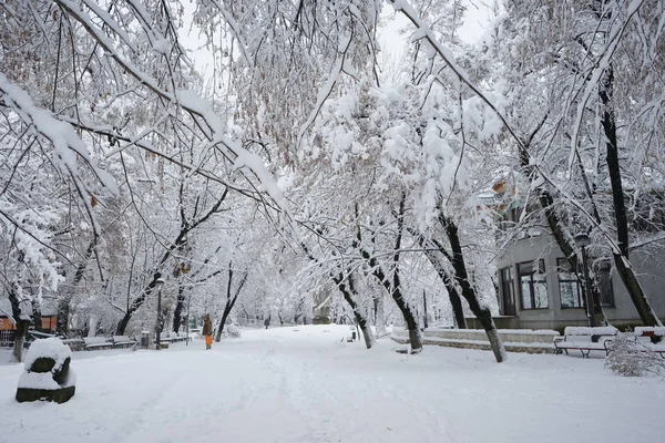 下雪在公园里的景观 — 图库照片