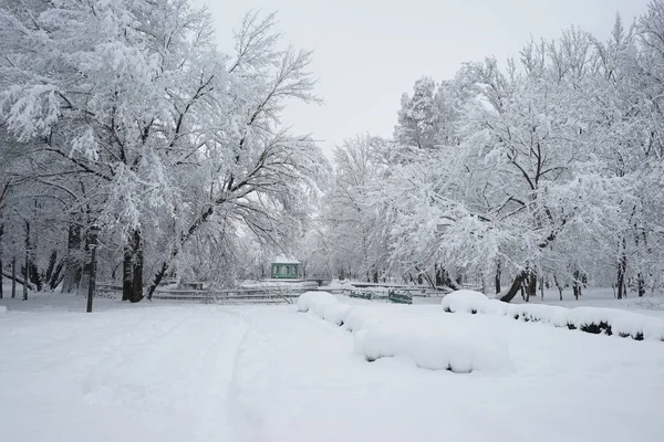 Sneeuwt Landschap Het Park — Stockfoto