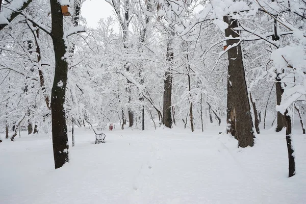 Snöar Landskap Parken — Φωτογραφία Αρχείου