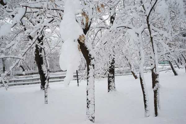 雪の公園での風景 — ストック写真