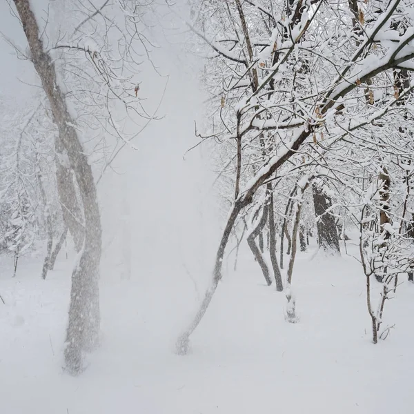 Sneeuwt Landschap Het Park — Stockfoto