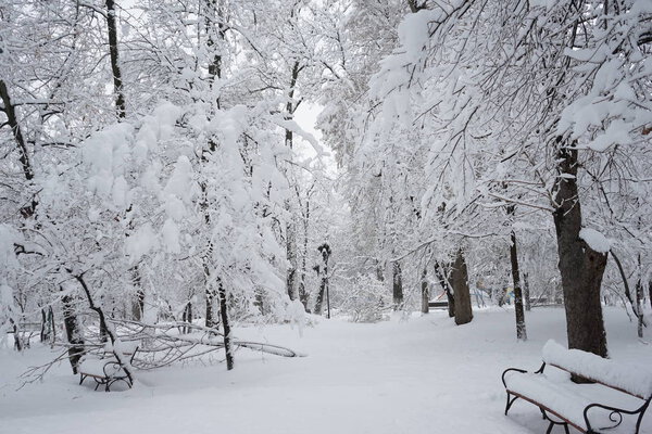 Snowing landscape in the park