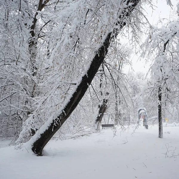 Sneeuwt Landschap Het Park — Stockfoto