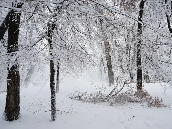 Snöar Landskap Parken — Φωτογραφία Αρχείου