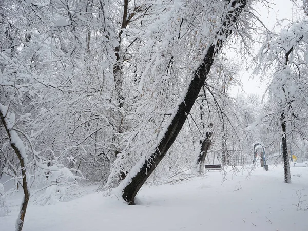 Paysage hivernal dans le parc — Photo