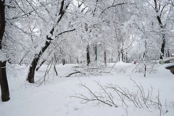 Vinterlandskap i parken — Stockfoto