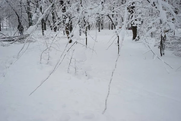 Parkın kış manzarası — Stok fotoğraf
