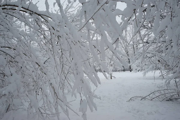 공원의 겨울 풍경 — 스톡 사진