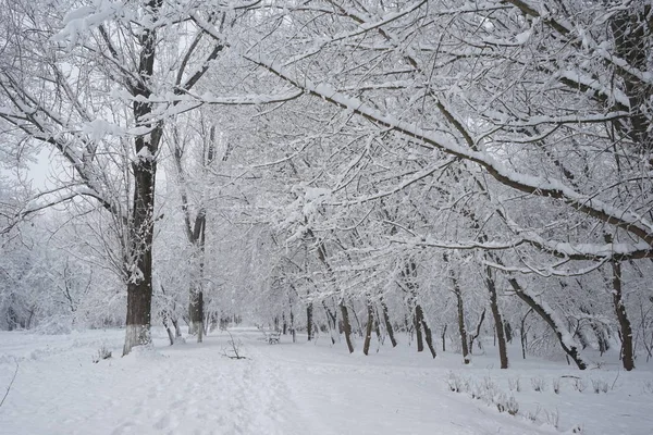 Winterlandschap in het park — Stockfoto