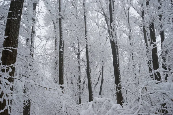 Zimowy krajobraz w parku — Zdjęcie stockowe