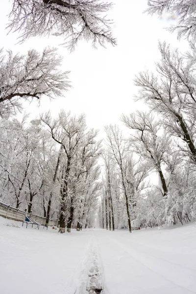 Paisaje invernal en el parque — Foto de Stock