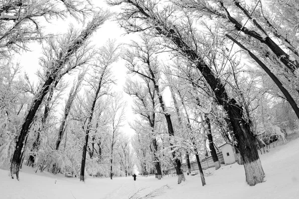 Paisagem de inverno no parque — Fotografia de Stock