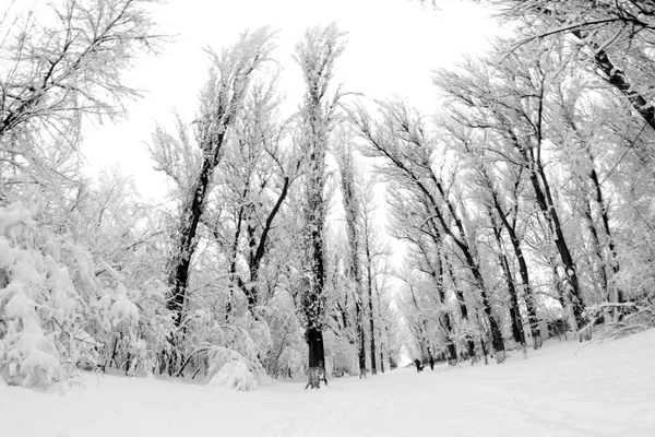 Winterlandschaft im Park — Stockfoto